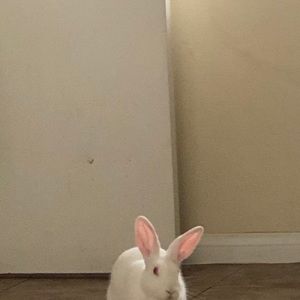 Meet your Posher, Mia